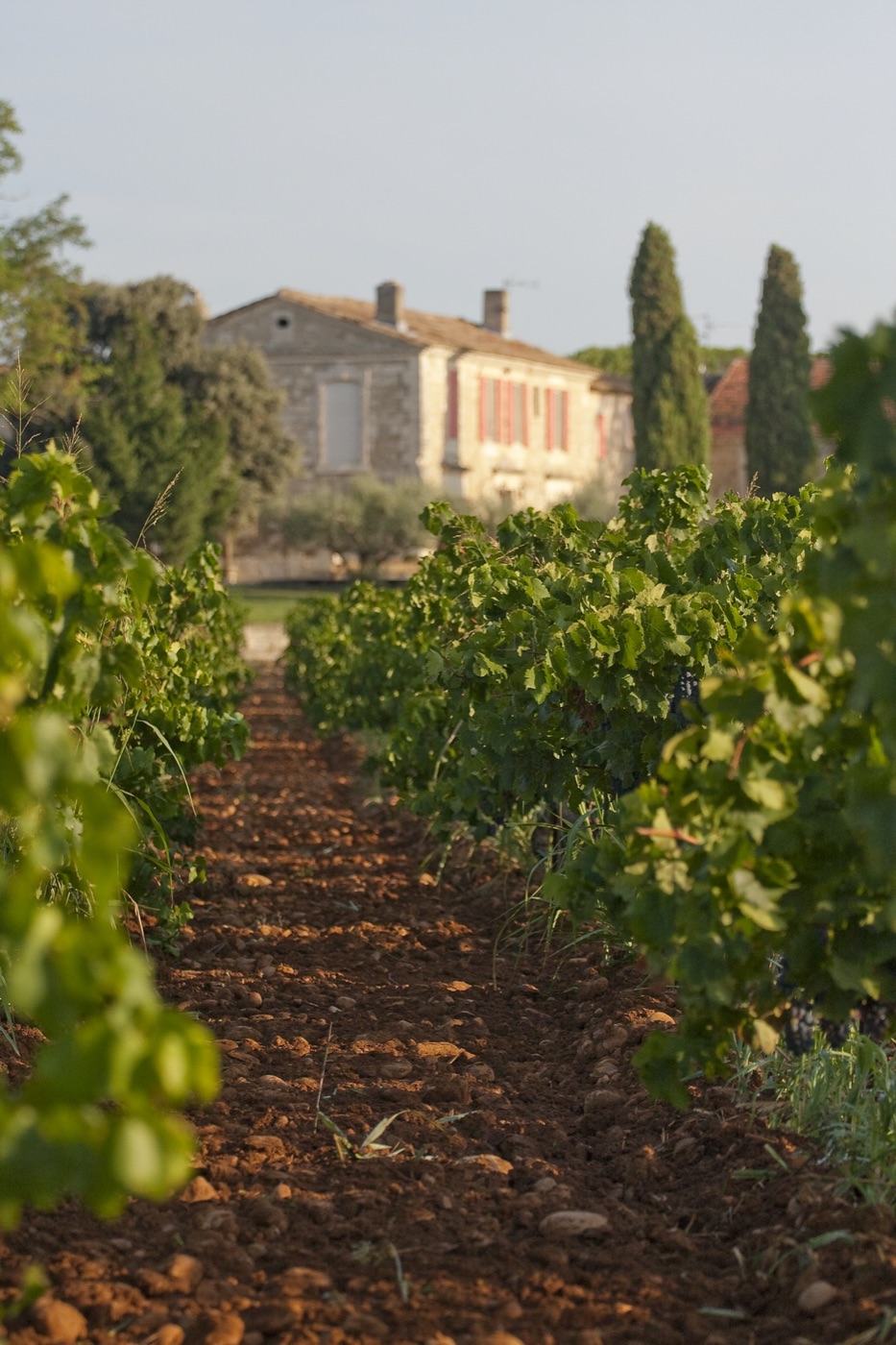 Rangée de vigne devant le mas du domaine familial