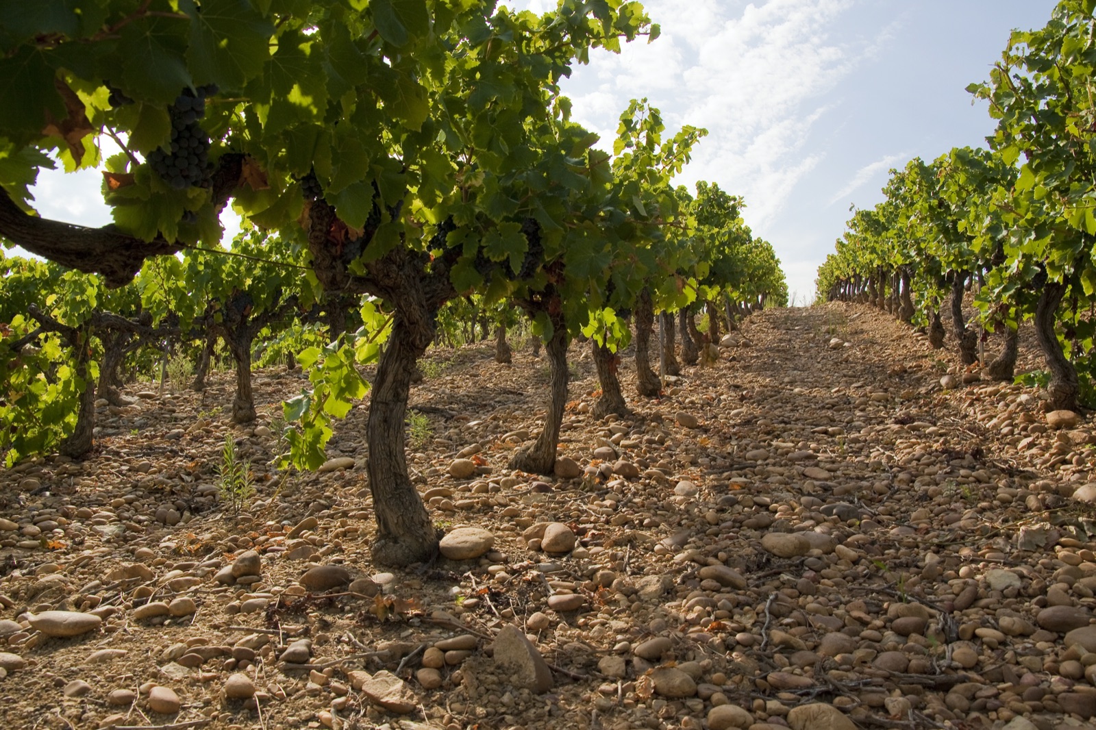 Les vignes en galets du Domaine du Parc Saint-Charles